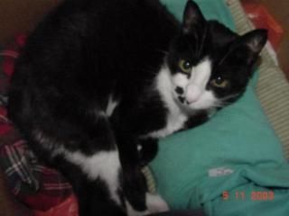 Ketem sleeping on her heating pad in a big cardboard box.